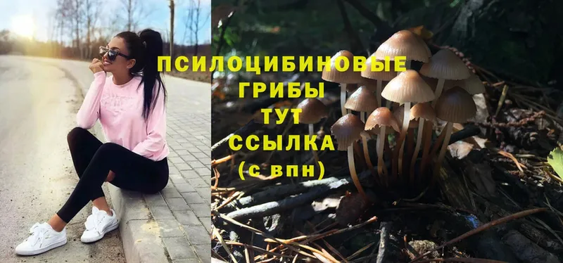 как найти наркотики  Норильск  Галлюциногенные грибы Psilocybe 